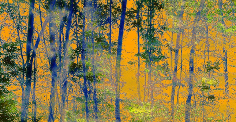 BlinkArt - Trees 7