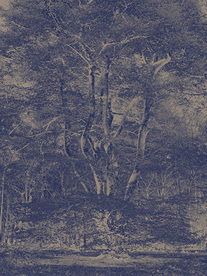 Hugh Hamshaw Thomas - Canopy 2019