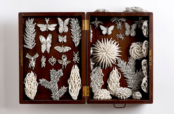 Nature Box by Katharine Morling