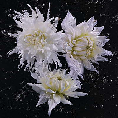 Aqua odyssey n 8 - Flowers from the Grange 10240 print by Allan Forsyth