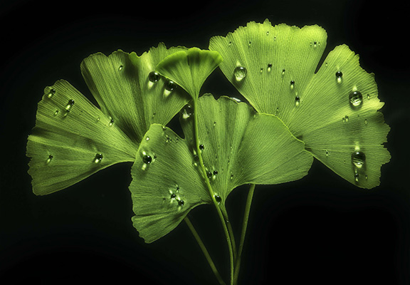 Ginko Boloba No 1 - 10171 by Allan Forsyth. Ginko leaves with water drops on a dark background.