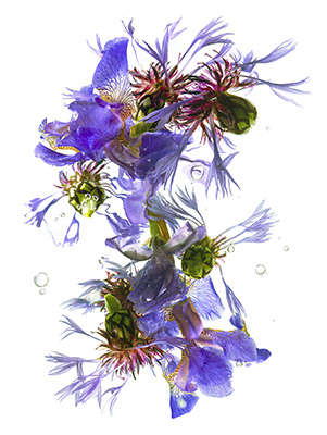 Ishga No 1 - Flowers from the Grange - 10268. Flower arrangement on a white background.