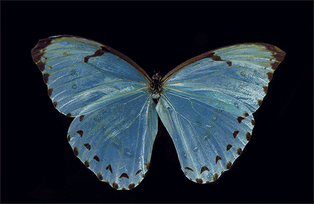 Tranquilizer a lenticular image of a butterfly by Allan Forsyth